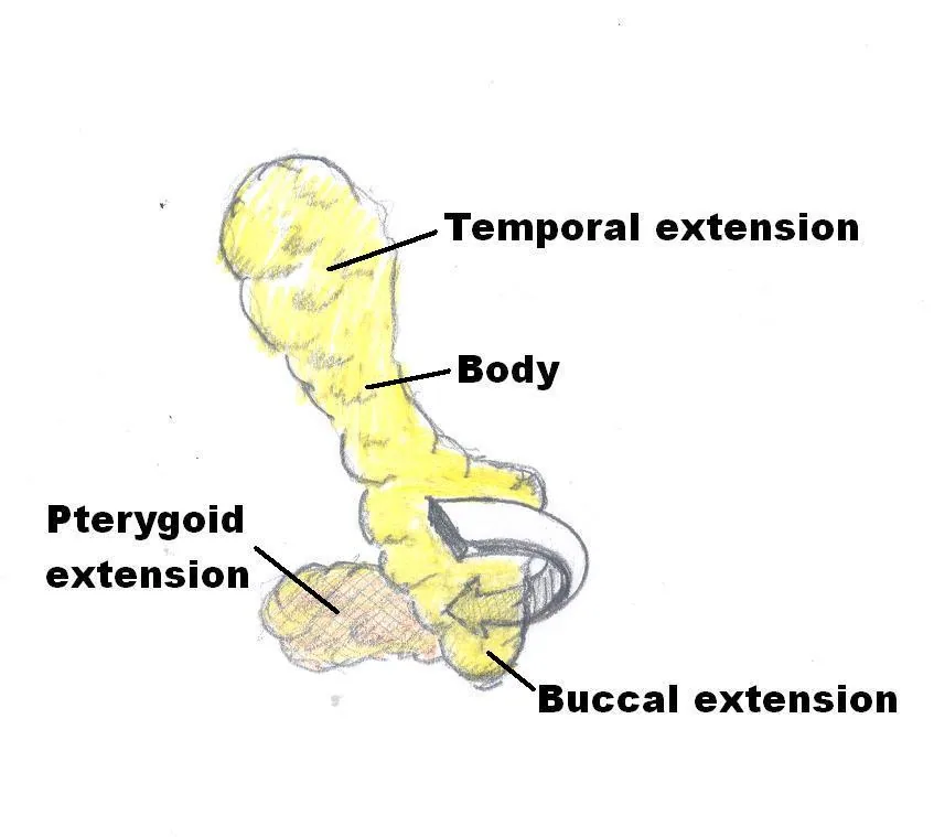 Diagrama anatômico da gordura bucal na região da bochecha.