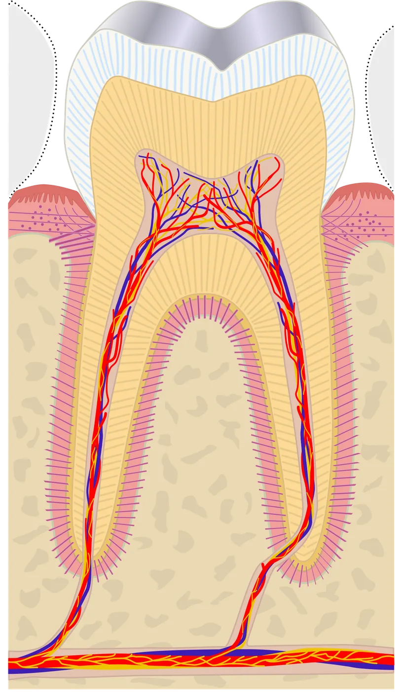 Ilustração de cortes anatômicos de dentes.
