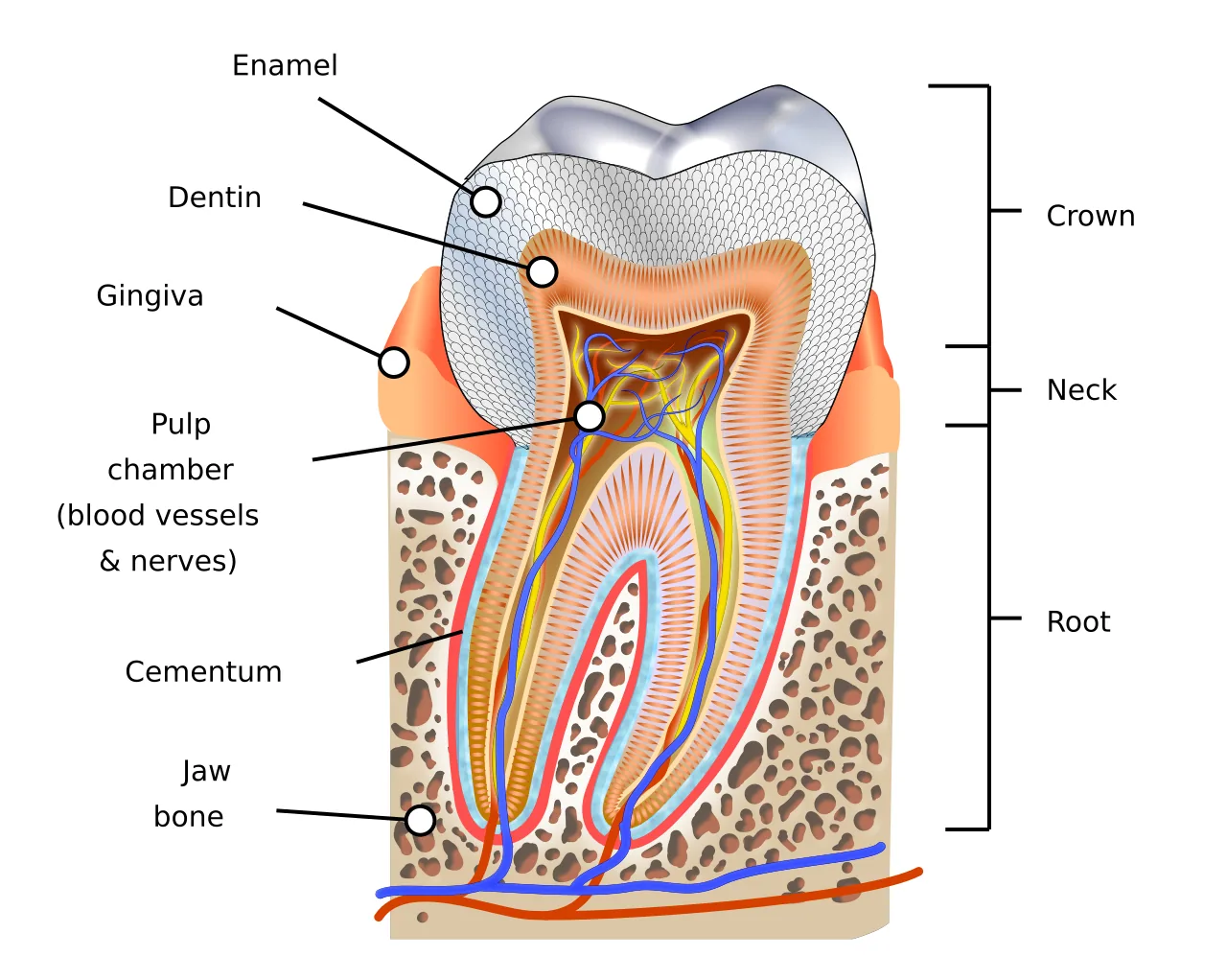 Diagrama de um molar saudável e dos tecidos que o envolvem.